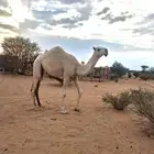 مفروده عقابيه
