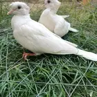 طبه ياكريم ابيض عاجي دبل كرست100