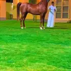 مهره