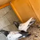 للبيع جوزيت حمام بكستنائي