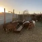 خرفان سواكني