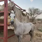حصان شعبي السم صدم الطول 7بلكت