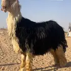 خروف نجدي نادر مشروط النسف ومنتج نوادر ومعرف بطن وظهر