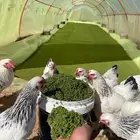 علف ازولا مجاني طول العمر للغنم والدجاج والمواشي