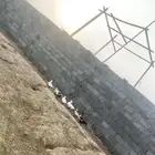 بط للبيع