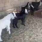 تيوس وجفار 5