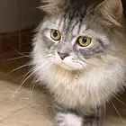 الي له قط مفقود يشوف