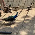 طاووس