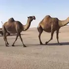 ثلاث لقحات ملاقي واصلات