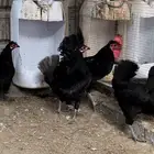 السلام عليكم. دجاج بلدي.