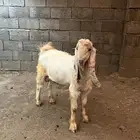 مشروع فحل فاخر