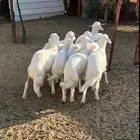 رخال للبيع العدد 7