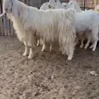 عرض 4 معزا فحلها الخامس معزا طيبه