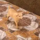 ماعز قزم ذكر