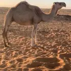 ناقه لقحه شقحاء