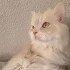 ااا