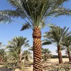 يوجدلديناجميع انواع انخل العربي والواشنطن ازينه