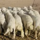 18 طليان حري مقفله شحم وجبر ناهي