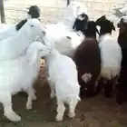 هرفي ثلاجه يوجد خدمه صلخ وتوصيل