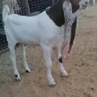 عرض بيع تيس مشروع فحل خصم