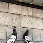 زوج رامبوري تب التوب ( تم البيع )