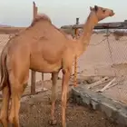 بكره