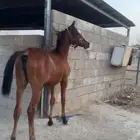 مهره للبيع