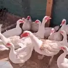 بط مصري لون ابيض منتج الصحه شرط