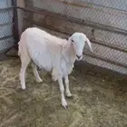رخل حريه