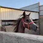 للبيع مهر شعبي والبيع سمح