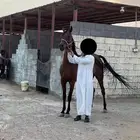 فرس واهو كفو