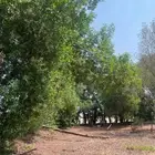 بزرومي للبيع