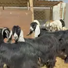 معزا عوارض حليب تممم البيع