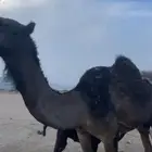 ناقه