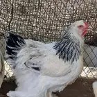 دجاجتين براهما كولمبي