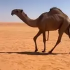قعود
