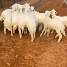 تم البيع   العدد 12 بهم فاخر شحم وطرف وشعره فيه رخلين
