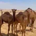 عدد 2 حيران. للبيع. اعمارهن. من 3 شهور الموقع. مدينة ظلم