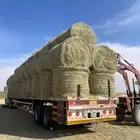 أعلاف رودس نظيف جدان وناعم