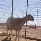 للبيع خروف جذع معرف وينسف حار بالقريع ماشالله