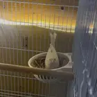 زوج كناري مزاييك