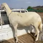 نعجه صفرا