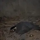 قهد عربي اصيل الي يبي يتواصل خاص شي مضمون حياكم