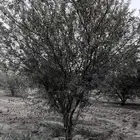 شجر طلح عمره 8 سنوات