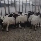 غنم نعيم