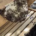 عسل سدر من انتاج مناحلنا (عرض خاص)