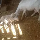 شاه رفيديه جذع جرم ماشاء الله معها رحل وخروف اذكروا الله