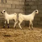 مشاريع بيشيه كحل