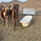 حشو حمر البيع