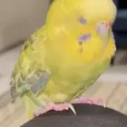 عصفور بادجي